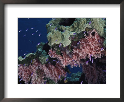 A Brightly Colored Coral Reef by Bill Curtsinger Pricing Limited Edition Print image