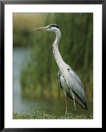 Slender Gray Heron Standing At The Waters Edge by Klaus Nigge Pricing Limited Edition Print image