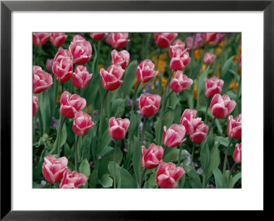 Pretty Pink Tulips With White Edges Fill A Flower Bed by Paul Chesley Pricing Limited Edition Print image