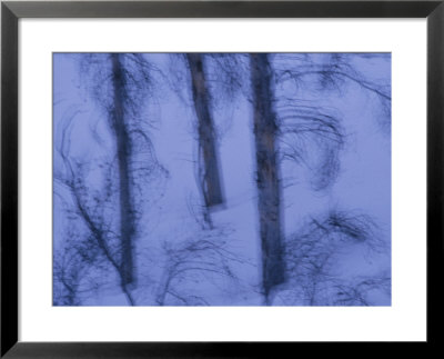 A Cold Wintry View Of Leafless Trees In A Snowy Landscape by Raymond Gehman Pricing Limited Edition Print image