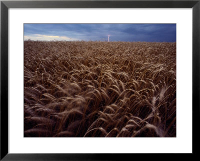 Lightning Strike In A Wheatfield by Annie Griffiths Belt Pricing Limited Edition Print image