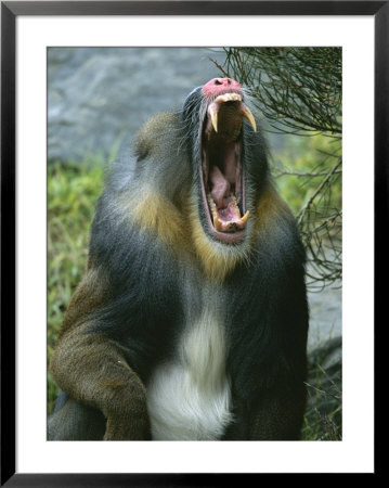 A Yawning Mandrill by Roy Toft Pricing Limited Edition Print image