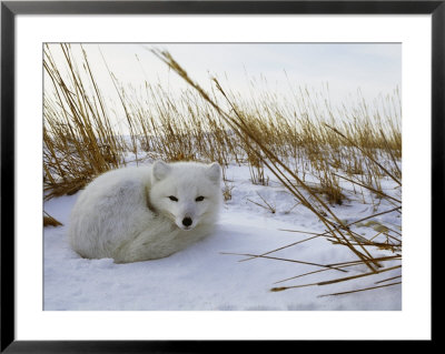 An Arctic Fox Curls Up In The Snow For A Nap by Norbert Rosing Pricing Limited Edition Print image