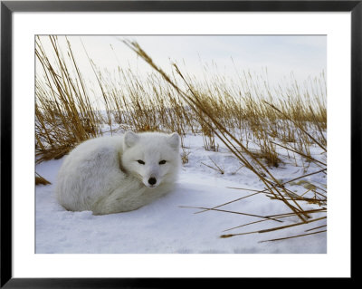 An Arctic Fox Curls Up In The Snow For A Nap by Norbert Rosing Pricing Limited Edition Print image