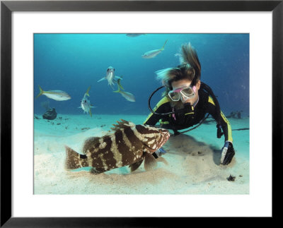 A Woman Observing A Grouper As Other Fish Swim Nearby by Bill Curtsinger Pricing Limited Edition Print image