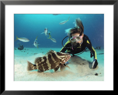 A Woman Observing A Grouper As Other Fish Swim Nearby by Bill Curtsinger Pricing Limited Edition Print image