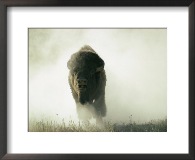 Bison Kicking Up Dust by Lowell Georgia Pricing Limited Edition Print image