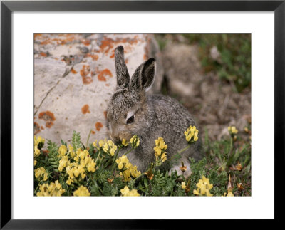 A Juvenile Arctic Hare Nibbles On Spring Flowers by Paul Nicklen Pricing Limited Edition Print image