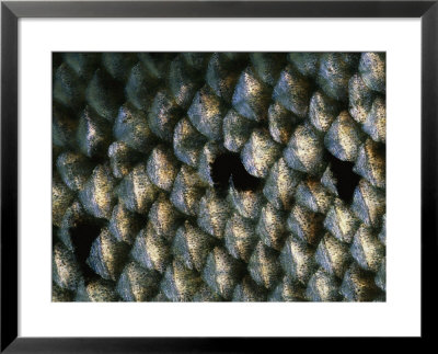 Close Up Of Atlantic Salmon Scales Turning Color Near Spawning Time by Paul Nicklen Pricing Limited Edition Print image