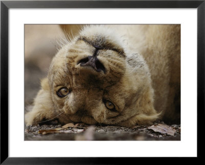 Female Asian Lion Playfully Rolls On Her Back by Mattias Klum Pricing Limited Edition Print image
