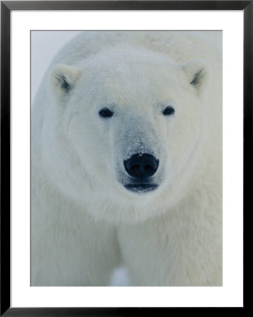 Head Shot Of A Polar Bear by Norbert Rosing Pricing Limited Edition Print image