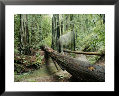 Fallen Redwood Tree And Stream by Rich Reid Pricing Limited Edition Print image