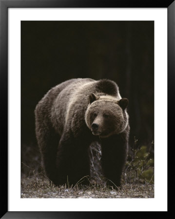 Grizzly Bear Viewed From The Front by Michael S. Quinton Pricing Limited Edition Print image