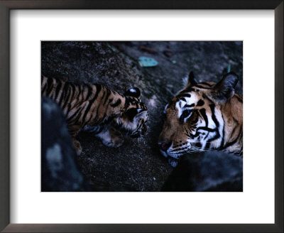 Indian Tiger With One Of Her Three Cubs by Michael Nichols Pricing Limited Edition Print image
