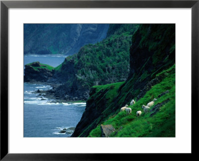 Sheep Graze Along The Steep Banks Of Green Gardens by Raymond Gehman Pricing Limited Edition Print image