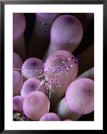 Cleaning Shrimp On The Tentacles Of An Anemone by George Grall Pricing Limited Edition Print image