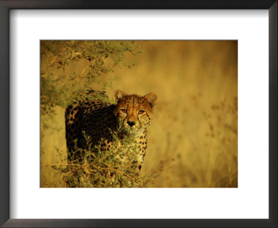 An African Cheetah Watches The Photographer by Beverly Joubert Pricing Limited Edition Print image
