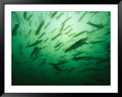 Hundreds Of Longfin Inshore Squid Head To Cape Cod To Spawn In May by Brian J. Skerry Pricing Limited Edition Print image