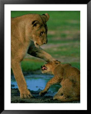 An African Lioness Plays With Her Cub by Beverly Joubert Pricing Limited Edition Print image