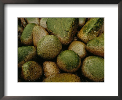 Close View Of Moss-Covered Stones In Rain by Raymond Gehman Pricing Limited Edition Print image