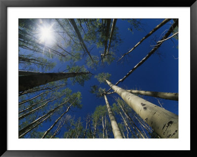 Skyward View Of A Sunburst Through Towering Aspen Trees by Raul Touzon Pricing Limited Edition Print image