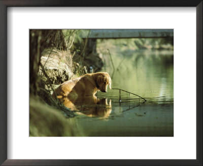 A Pet Dog Sits In The Shallow Water Of A Creek by Bill Curtsinger Pricing Limited Edition Print image
