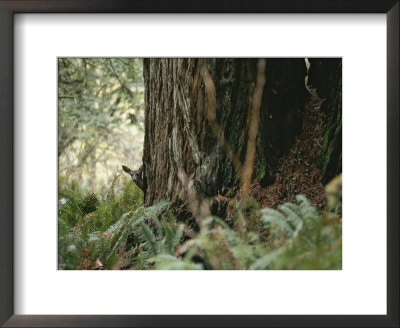 A Deer Peers Around The Trunk Of A Redwood Tree by Paul Nicklen Pricing Limited Edition Print image