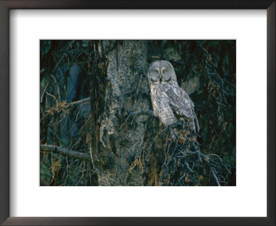 A Great Gray Owl Scouts For Prey In Yellowstone by Raymond Gehman Pricing Limited Edition Print image