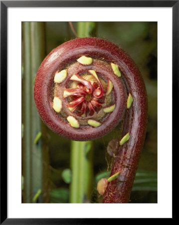 Close View Of A Tropical Fern Fiddlehead by Darlyne A. Murawski Pricing Limited Edition Print image