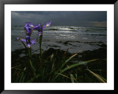 Purple Irises On Beach by Mattias Klum Pricing Limited Edition Print image