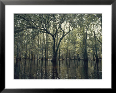 Trees Stick Out Of The Water by Bill Curtsinger Pricing Limited Edition Print image