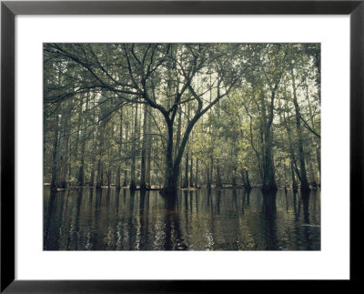 Trees Stick Out Of The Water by Bill Curtsinger Pricing Limited Edition Print image