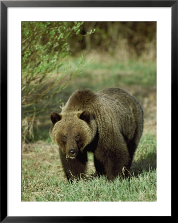 Full View Of A Massive Grizzly Bear by Michael S. Quinton Pricing Limited Edition Print image