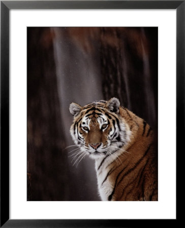 Siberian Tiger (Panthera Tigris Altaica) by Dr. Maurice G. Hornocker Pricing Limited Edition Print image