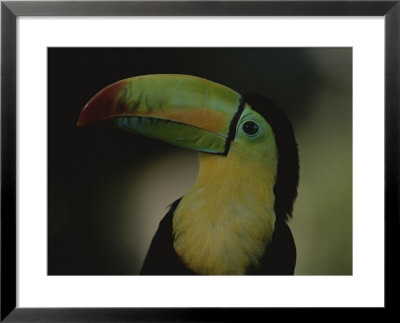 Portrait Of A Toucan, Costa Rica by Michael Melford Pricing Limited Edition Print image
