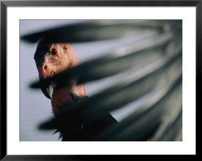 A View Of A California Condor Through Its Own Primary Feathers by Joel Sartore Pricing Limited Edition Print image