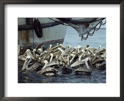 Pelicans Float In Water Near A Shrimp Boat by Bill Curtsinger Pricing Limited Edition Print image