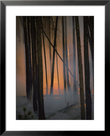 Smoke Drifts Among Charred Tree Trunks As Flames Glow Behind by Michael S. Quinton Pricing Limited Edition Print image