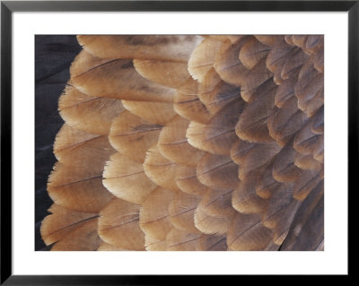 A Close View Of The Wing Feathers Of A Wedge-Tailed Eagle by Jason Edwards Pricing Limited Edition Print image