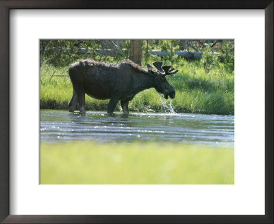 Moose Drinking From Stream by Norbert Rosing Pricing Limited Edition Print image