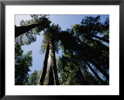 View Looking Up The Trunks Of Giant Sequoia Trees by Phil Schermeister Pricing Limited Edition Print image