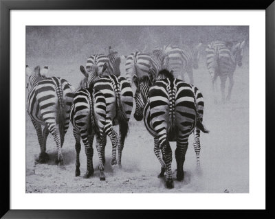 Zebras Kick Up A Dust Storm As They Head Out Of The Area by Bobby Model Pricing Limited Edition Print image