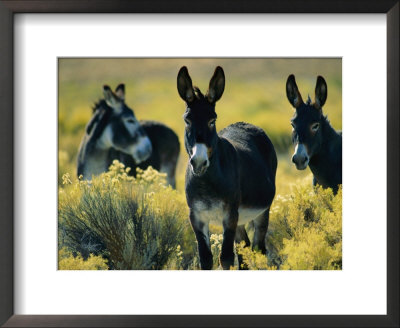 Wild Burros In Sagebrush by Joel Sartore Pricing Limited Edition Print image