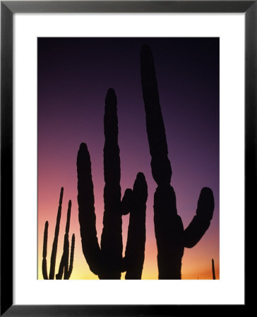 Saguaro Cactus Are Silhouetted By An Arizona Sunset by Bill Hatcher Pricing Limited Edition Print image