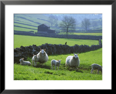 Sheep Ovis Aries by Mark Hamblin Pricing Limited Edition Print image