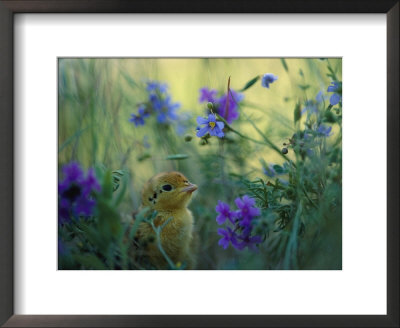 An Attwaters Greater Prairie Chick Surrounded By Wildflowers by Joel Sartore Pricing Limited Edition Print image