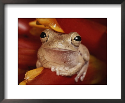 Tree Frog Shelters In A Bromeliad Flower, Costa Rica by George Grall Pricing Limited Edition Print image