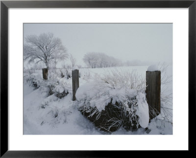 Snow, Rime Ice, And Fog Cover Cottonwood Trees And Sage by Gordon Wiltsie Pricing Limited Edition Print image