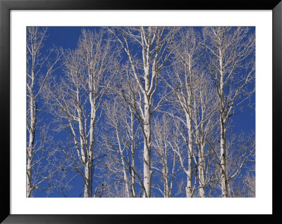 The White Bark Of Aspen Trees Contrasts With The Deep Blue Sky by Stacy Gold Pricing Limited Edition Print image