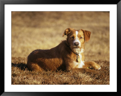 A Portrait Of A Pet Dog by Bill Curtsinger Pricing Limited Edition Print image